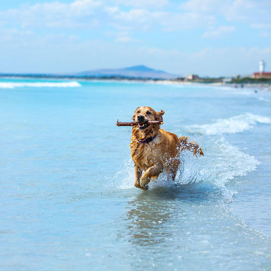 header-golden-retreiver-at-beach-society-health_0